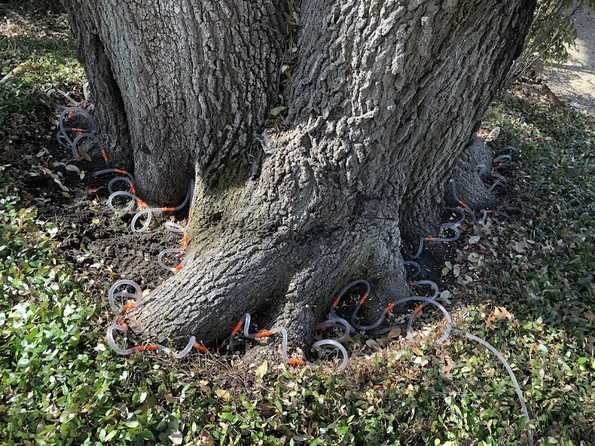 Detailed Tree Cabling and Bracing job site in Meeteetse