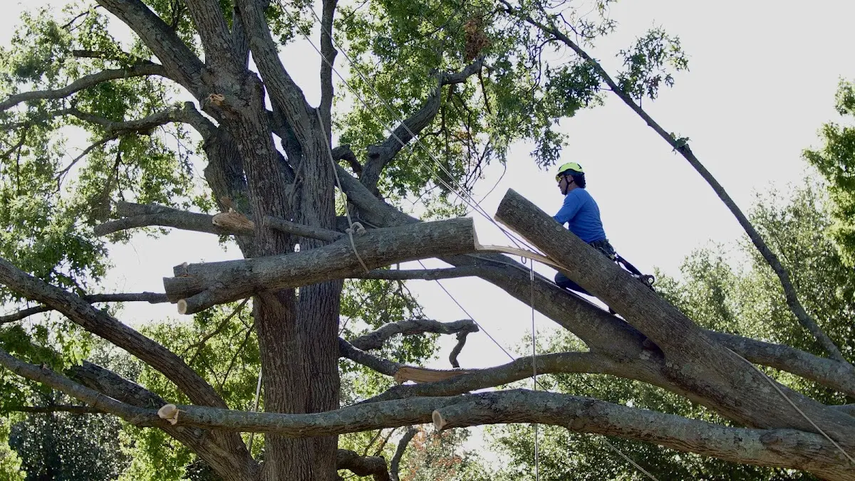 Professional Crown Thinning performed by certified arborists in Meeteetse