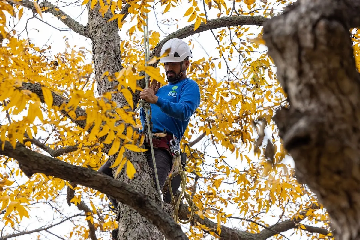 Skilled Tree Transplanting crew working in Meeteetse